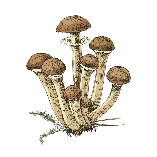 Champignon du miel dessiné à la main — Image vectorielle