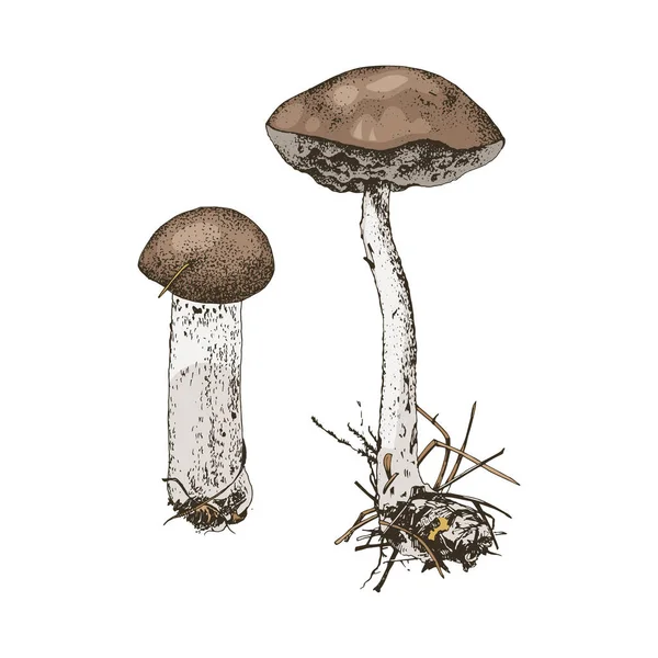 Seta bolete de abedul dibujada a mano — Vector de stock