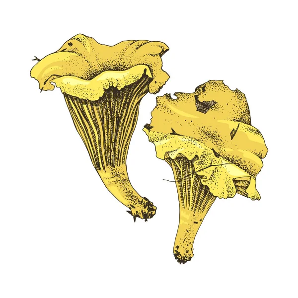 Ręcznie rysowane grzyby Chanterelle — Wektor stockowy