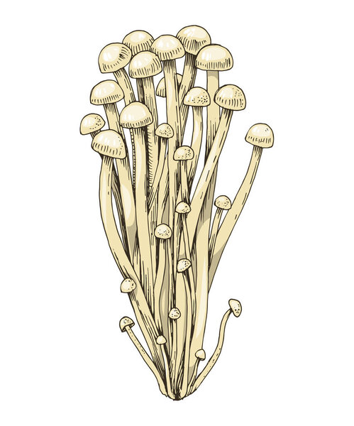 Hand drawn Enoki mushrooms