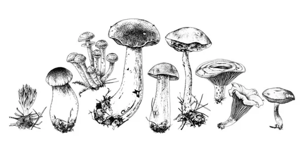 Ručně kreslenou lesní houby — Stockový vektor