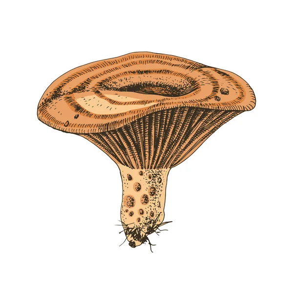 มือวาดเห็ดหมวกนมแซฟฟรอน — ภาพเวกเตอร์สต็อก
