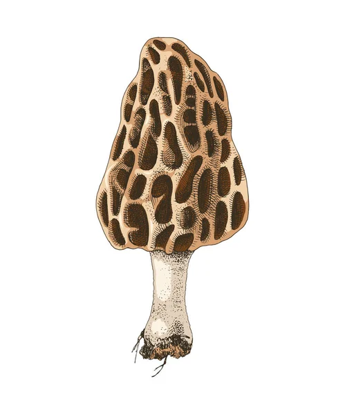 Ручной рисованный разноцветный гриб — стоковый вектор