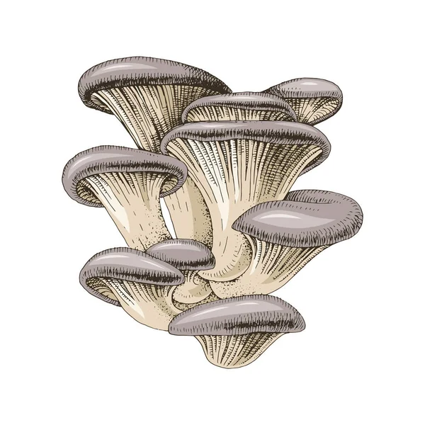 Funghi di ostrica disegnati a mano . — Vettoriale Stock