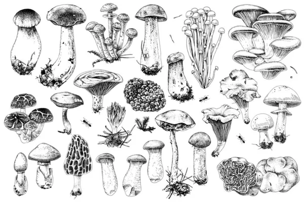 Handgezeichnete Sammlung essbarer Pilze — Stockvektor