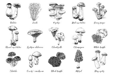 Hand drawn edible mushrooms collection clipart