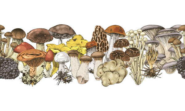 Seamless border with hand drawn edible mushrooms