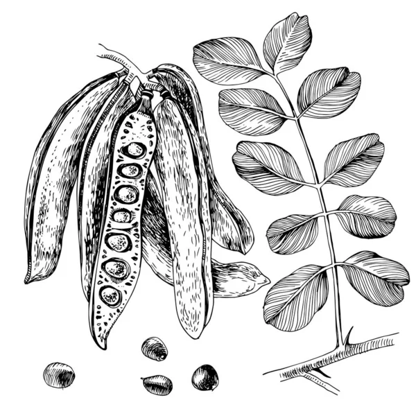 Algarrobo dibujado a mano. Vainas, semillas y hojas . — Vector de stock