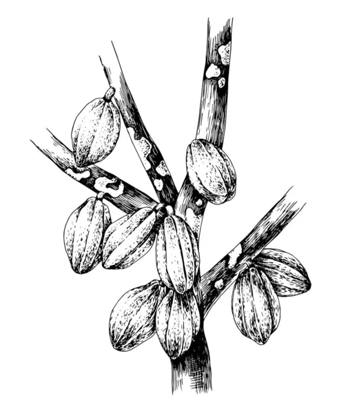 Vainas de cacao dibujadas a mano en las ramas de los árboles — Vector de stock