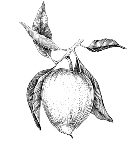 Handritade lukumafrukter på en gren — Stock vektor