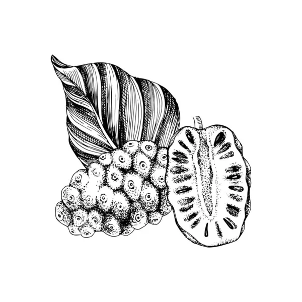 Vector dibujado a mano noni fruta — Archivo Imágenes Vectoriales