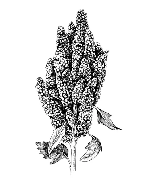 Handgetekende monochrome quinoa plant — Stockvector