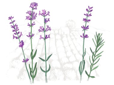 Hand drawn lavender flowers and branches over the field