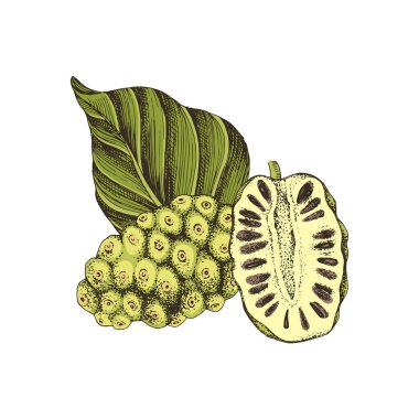 El çizimi vektör noni meyvesi