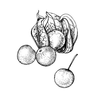 El çizimi Physalis beyaz arka planda izole.