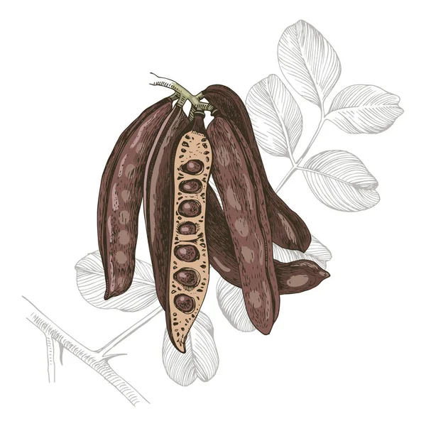 Handgetekende carob. — Stockvector