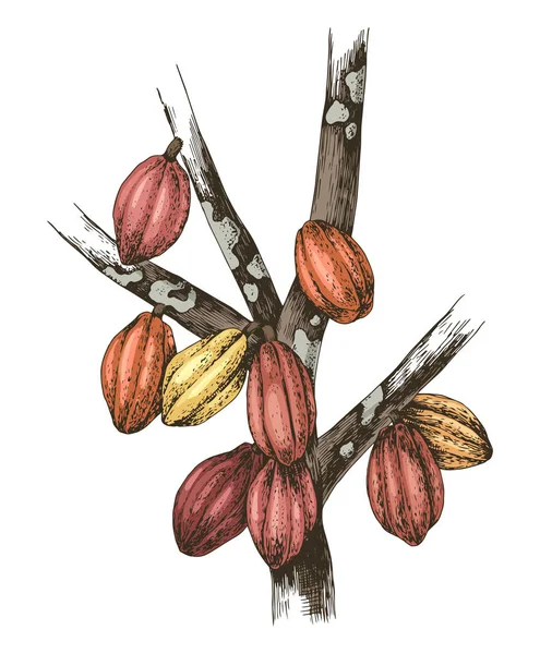 Ручные стручки какао на ветвях деревьев — стоковый вектор