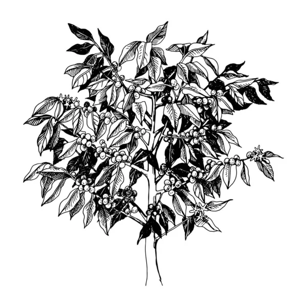 Young arabica coffee tree isolated on white background — Stok Vektör