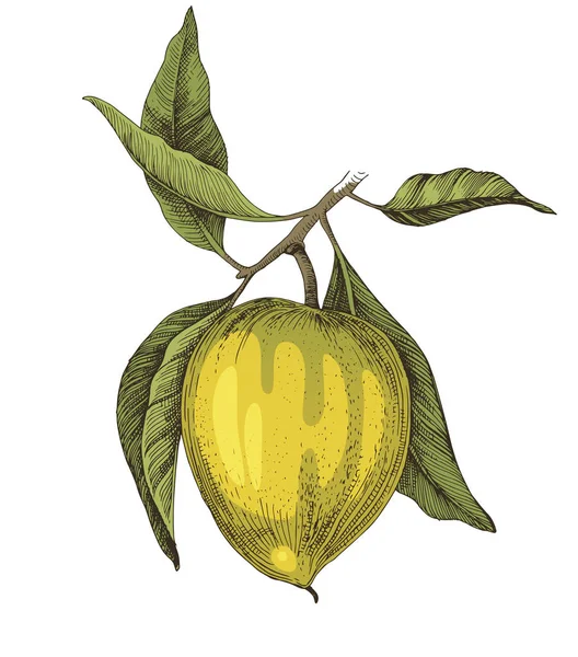 Fruits lucuma dessinés à la main sur une branche — Image vectorielle