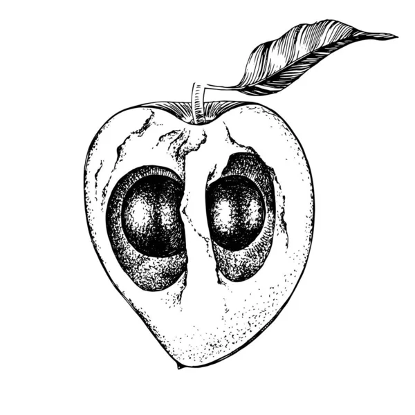 Hand gezogene Hälfte der Lucuma-Frucht — Stockvektor