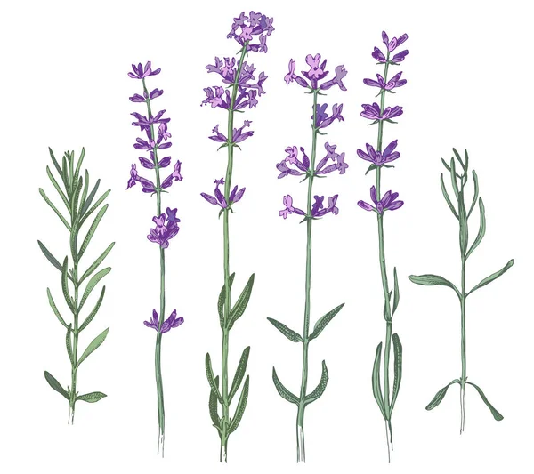 Flores e ramos de lavanda desenhados à mão — Vetor de Stock