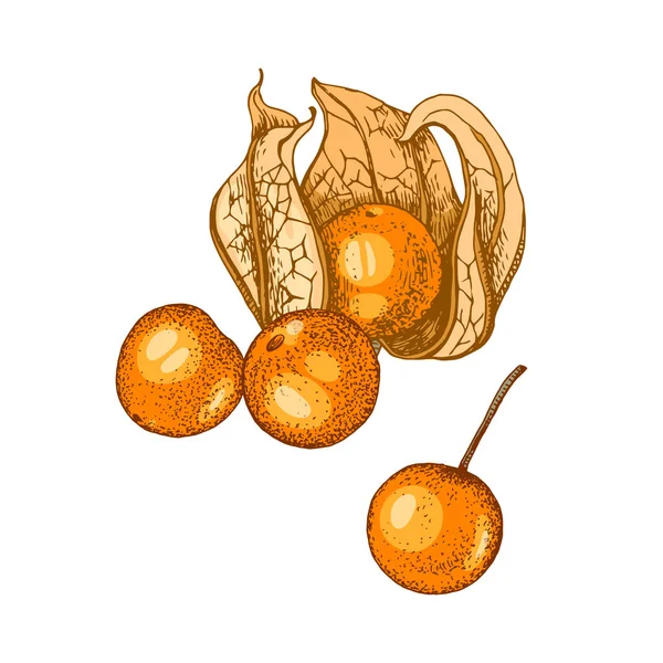 Kézzel rajzolt Physalis izolált fehér háttér. — Stock Vector