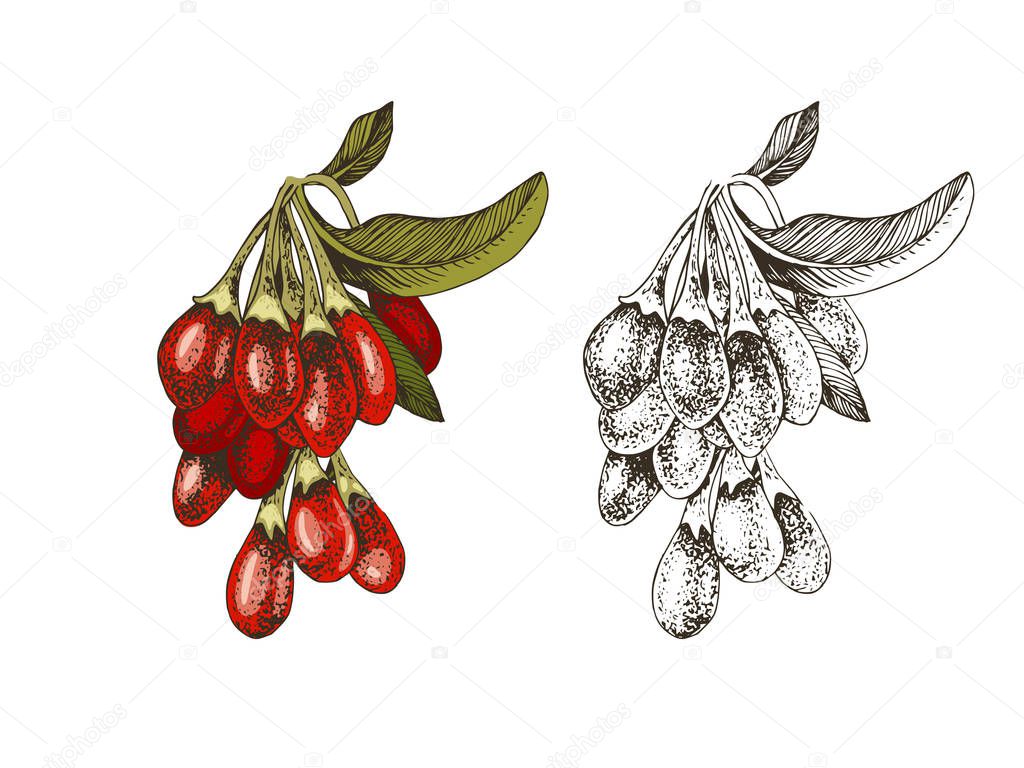 Hand drawn colorful and monochrome goji berries on a branch.