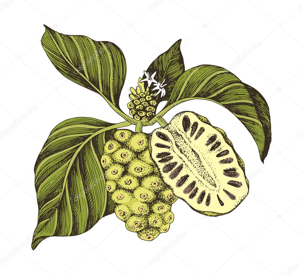 Hand drawn vector noni branch.