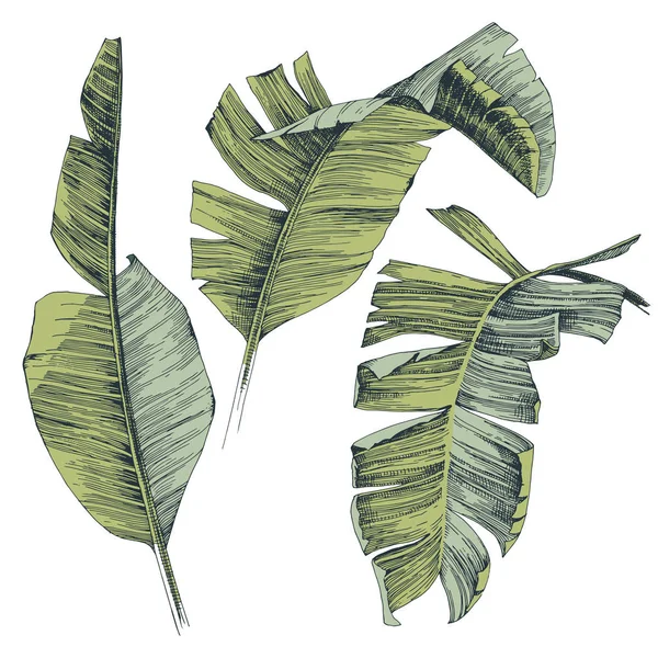 Feuilles de palmier de banane tropicales dessinées à la main. Illustration vectorielle . — Image vectorielle