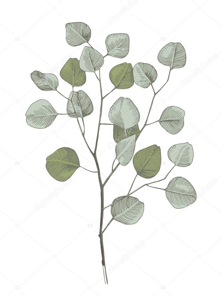 Hand drawn eucalyptys branch