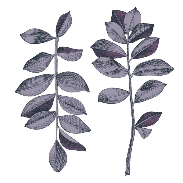 Branches de zamioculcas colorées dessinées à la main — Image vectorielle