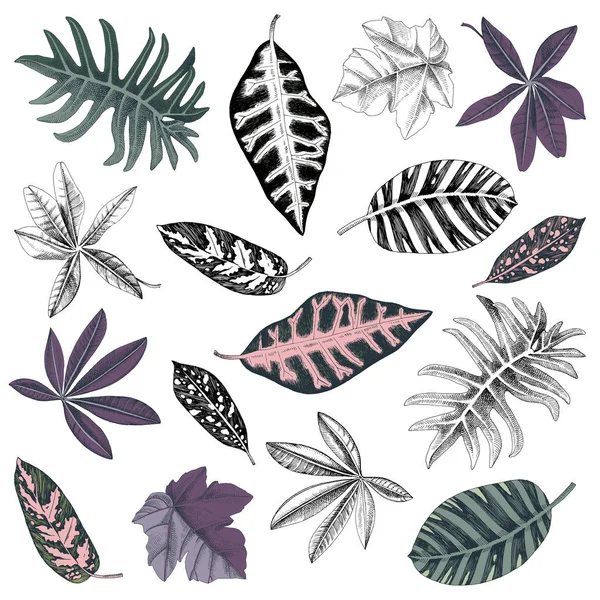 Hand drawn set of tropical leaves and plants — Stock Vector