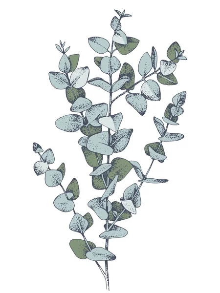 Ручная ветвь эвкалипта — стоковый вектор