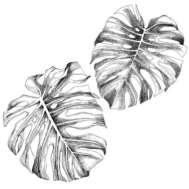 Beyaz arka planda izole edilmiş tropikal Canavar bitkisinin vektör elleri