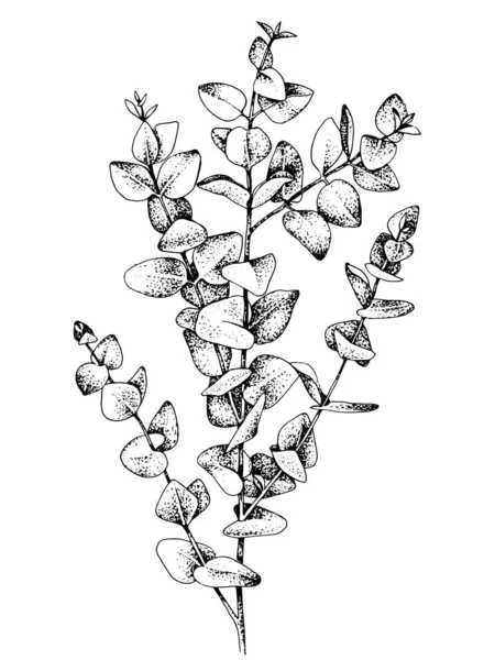 Handritad eukalyptys gren — Stock vektor