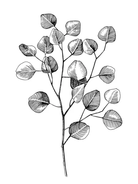 Handgetekende eucalyptys tak — Stockvector