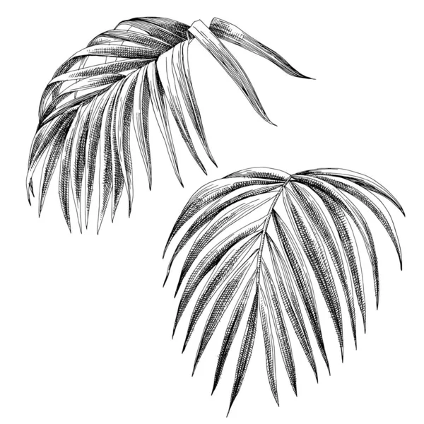 Folhas de palma desenhadas à mão isoladas em branco . — Vetor de Stock