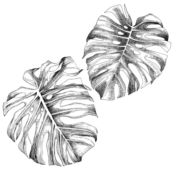 Vector handgezeichnete Blätter der tropischen Monstera-Pflanze isoliert auf weißem Hintergrund — Stockvektor