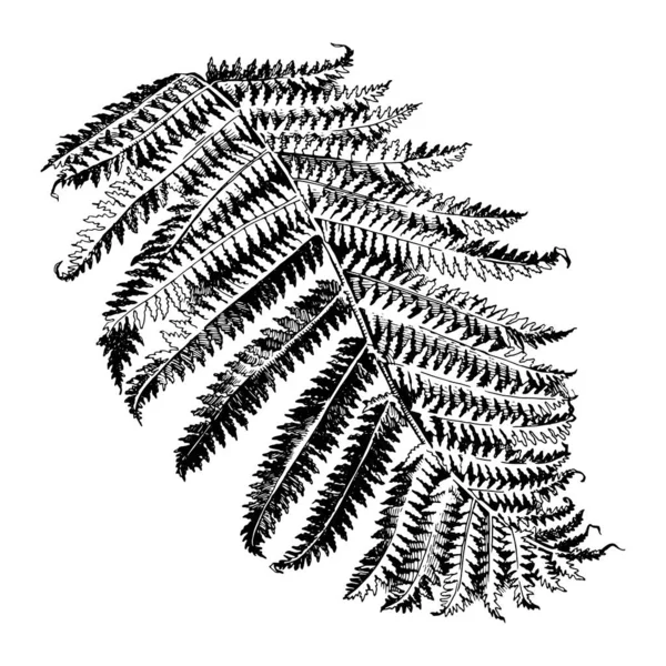 Hand drawn branch of fern — Stock Vector