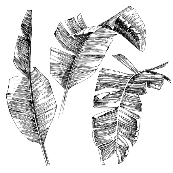 Hand drawn banana palm leaves. — Stock Vector