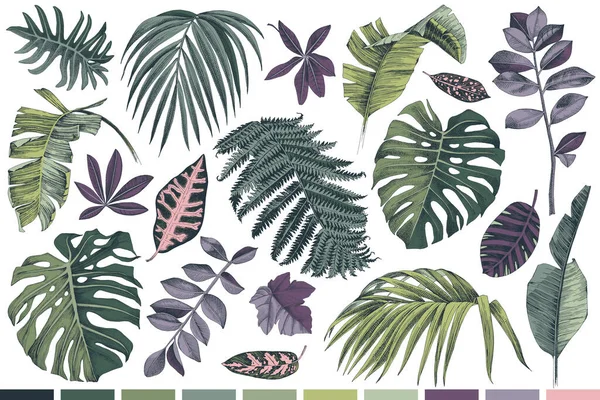 Handgezeichnetes Set tropischer Blätter und Pflanzen — Stockvektor
