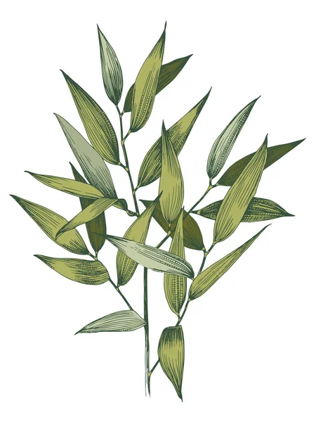 Branche ruscus italien . — Image vectorielle