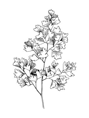 El yapımı bakire saçı eğreltiotu dalı