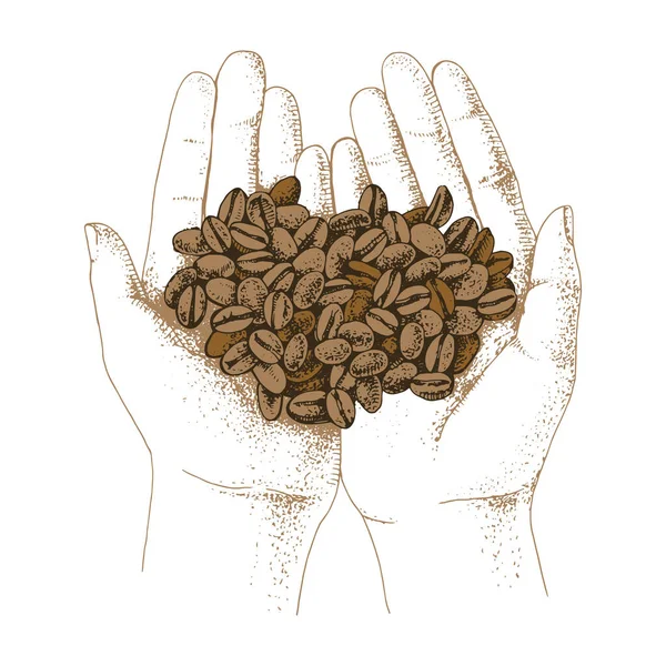 Mani in possesso di chicchi di caffè . — Vettoriale Stock