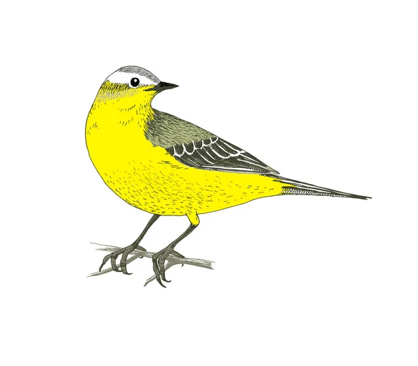 Wagtail amarillo dibujado a mano — Vector de stock