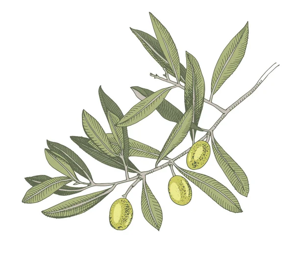 Rama de olivo colorido dibujado a mano — Vector de stock