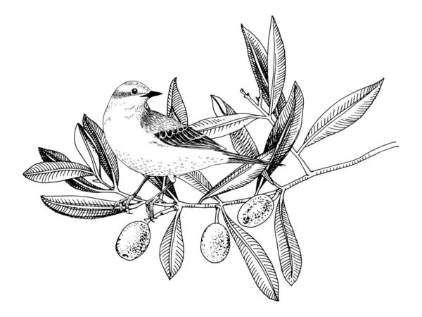 Queue d'aigle jaune dessinée à la main assise sur la branche d'olivier — Image vectorielle