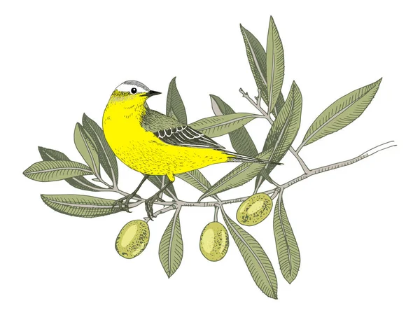 Mão desenhada Amarelo Wagtail sentado no ramo da oliveira —  Vetores de Stock