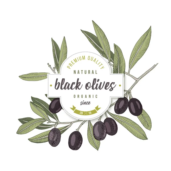 Etichetta olive nere disegno sopra ramo d'ulivo disegnato a mano — Vettoriale Stock