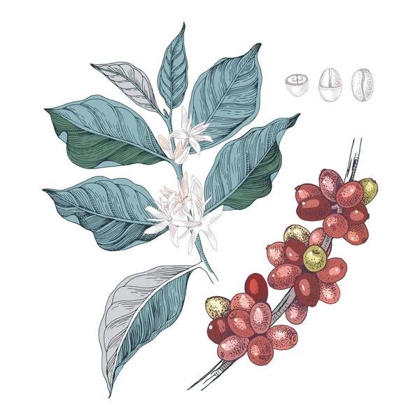 Ilustración dibujada a mano de ramas de café con semillas, frutos y flores . — Vector de stock